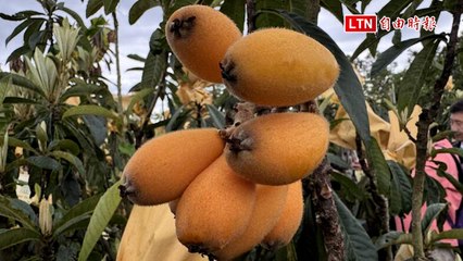 台中市新社枇杷產量大減40% 🍈 價格上漲影響消費者