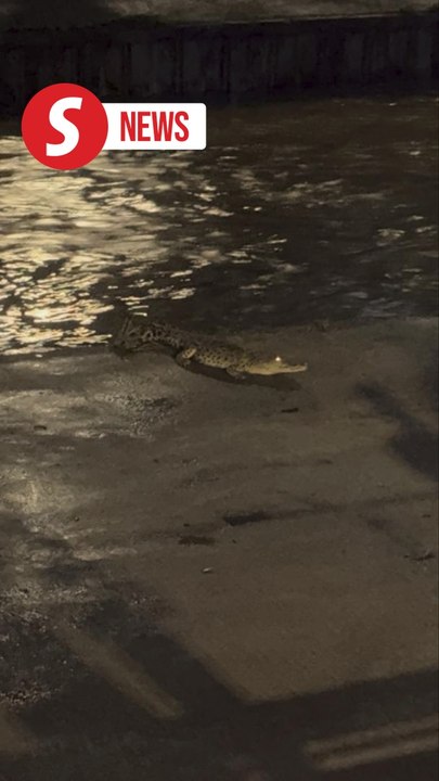 Same croc spotted for third time in Klang River