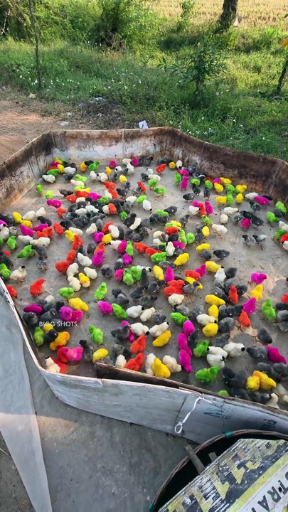 யாருக்கெல்லாம் Colour கோழி குஞ்சு பிடிக்கும்😍!! இத கொஞ்ச நேரம் பார்த்தாலே Mind Relax ஆகிடும்!!