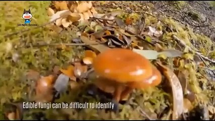 Sinh+Tồn+1+Mình+Ở+Nơi+Hoang+Dã+Mùa+1+Phiên+Bản+Australia+_+Tập+Dài.opening