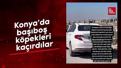 Konya'da başıboş köpekleri kaçırdılar