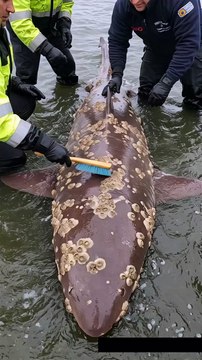 🦈✨ Rescue Team Restores a Giant Shark! Cleaning Off Barnacles with a Brush! 🐋