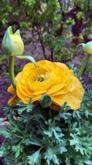 Beautiful Yellow Flowers