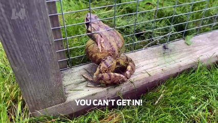 Try Not To Laugh Funny Videos - Epic Viral Fails of the Week