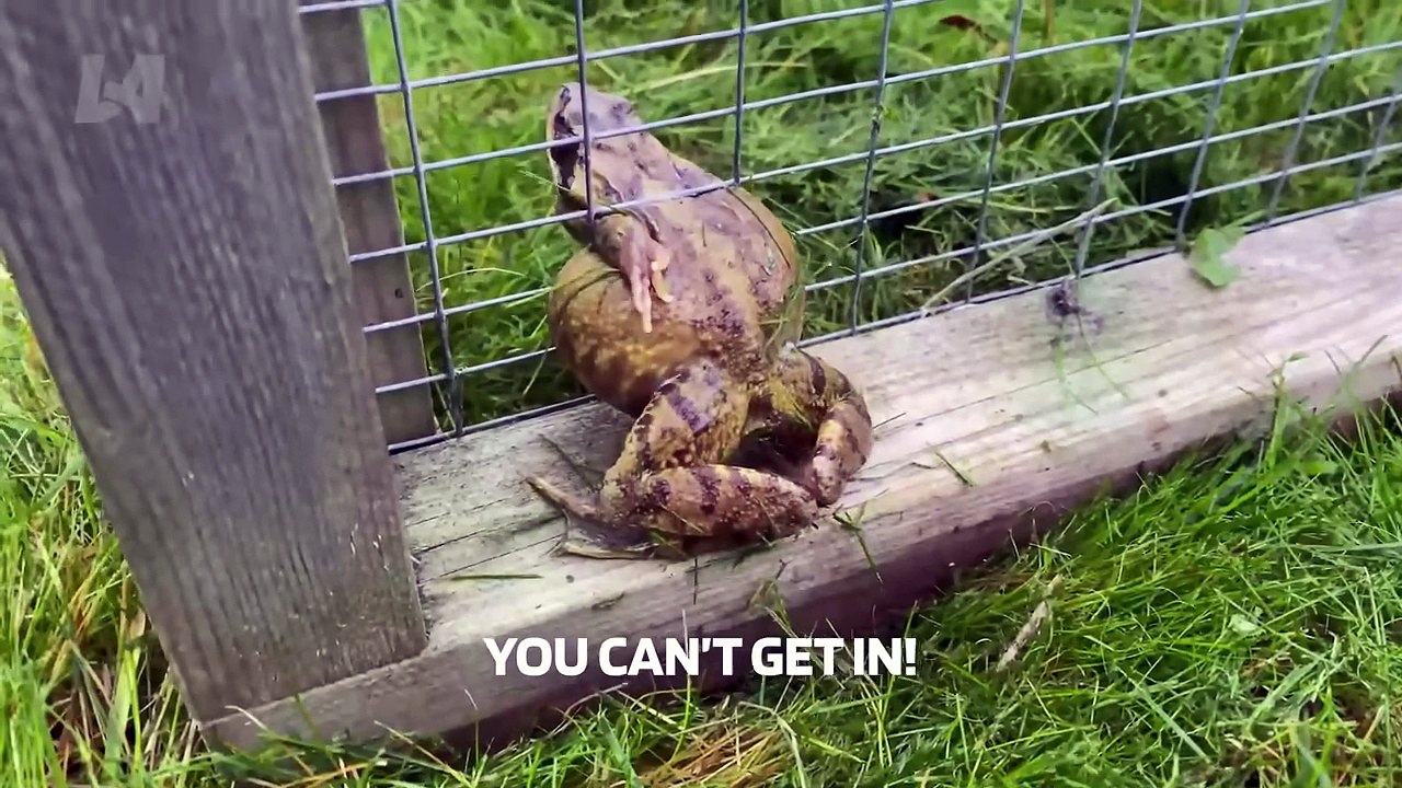 Try Not To Laugh Funny Videos - Epic Viral Fails of the Week