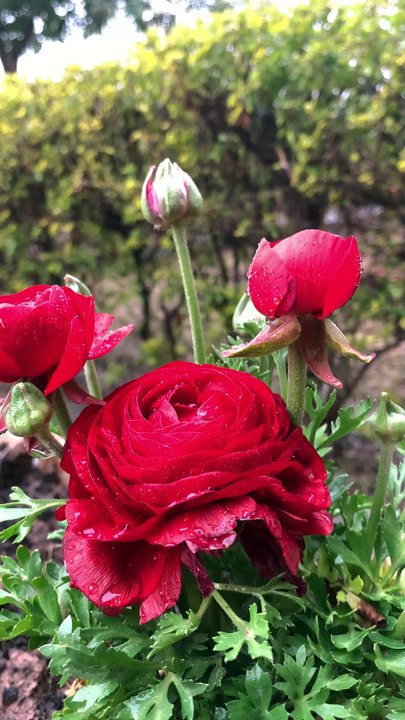 Thats Romantic Flowers