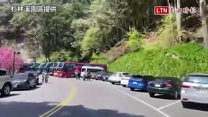 櫻花晚盛開！杉林溪春雨中粉櫻依然迷人🌸