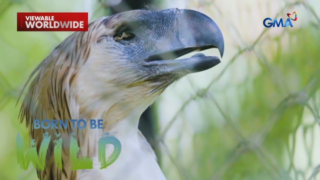 Isang Philippine Eagle, bakit nabulag? | Born to be Wild