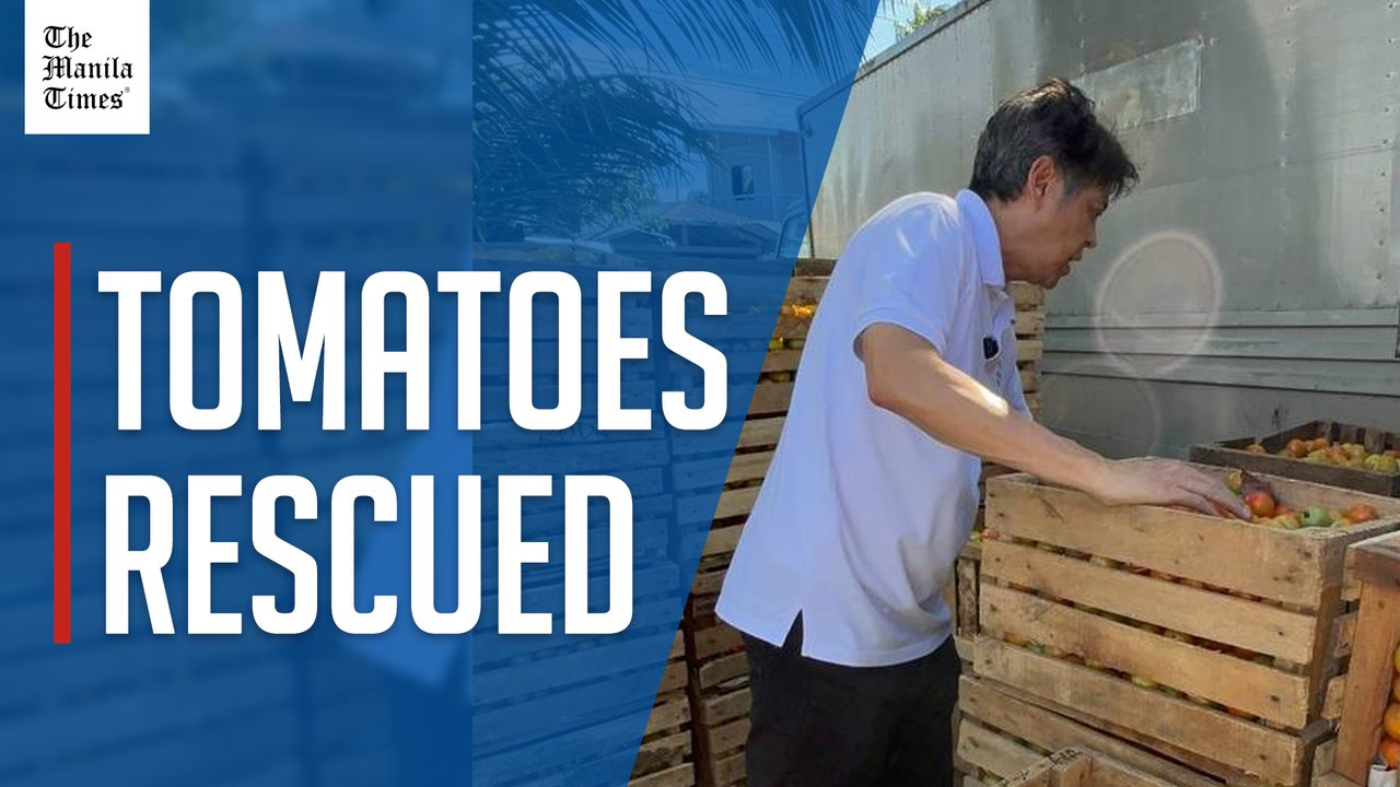Pangilinan ‘rescues’ tomatoes
