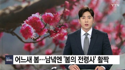 어느새 봄...남녘엔 '봄의 전령사' 활짝 / YTN