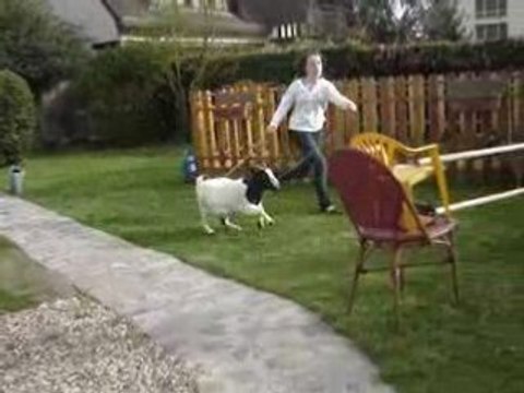 enorme coup de saut a fleur(78 cm)