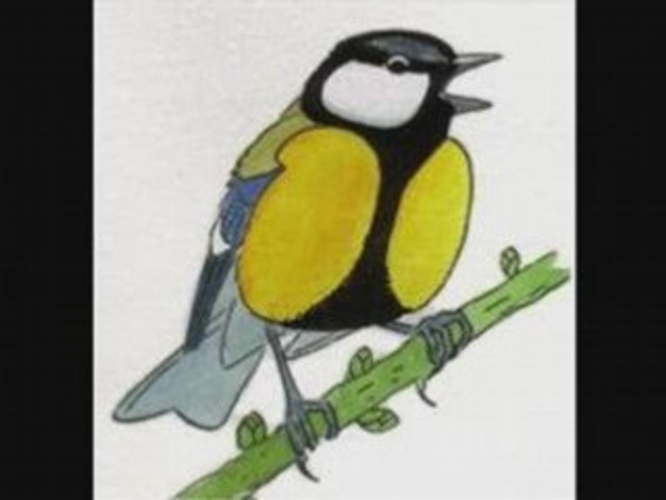 Mésange charbonnière