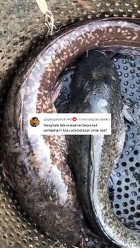 Induk lele bisa dipijahkan berapa kali, ada batasan nya gak