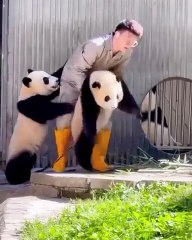 🌟 Welcome to the wonderful world of **Pandas**! 🐼 In this captivating vid