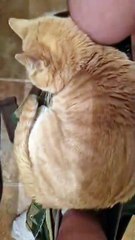 If it fits, it sits