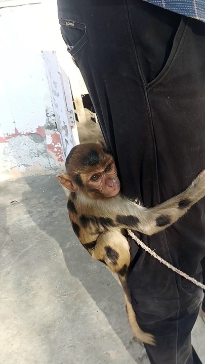 Bandar Apne Malik ke sath bahut khush