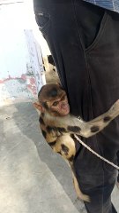 Bandar Apne Malik ke sath bahut khush