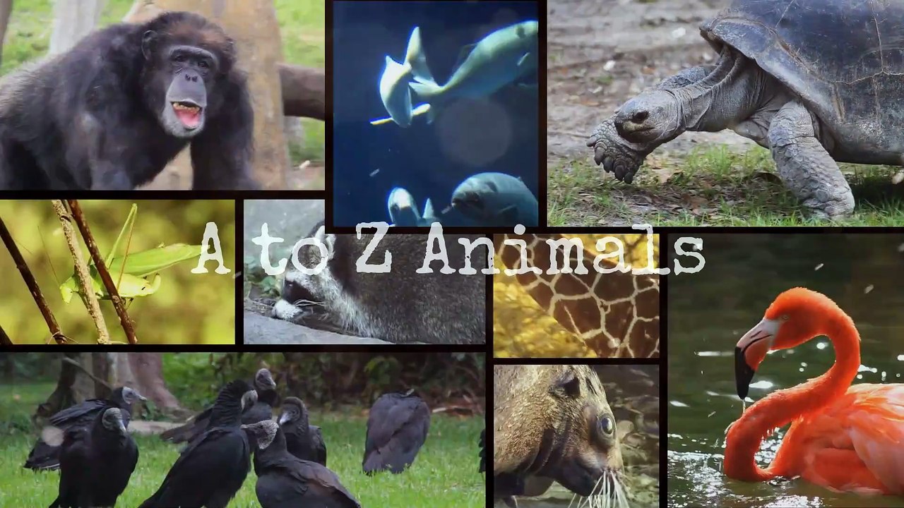 Alphabetical List of Animals