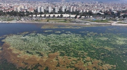 İzmir Körfezi, deniz maruluyla kaplandı