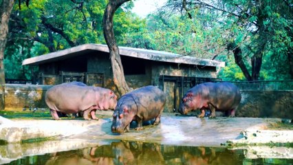 WILDLIFE Heaven on EARTH Discovered! | Natural sound | #wildlife #animals