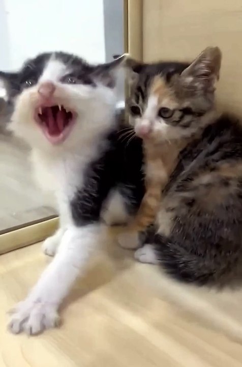 cute kittens ❤️😂😼cute animals#viralvideo #kittens #cuteanimals