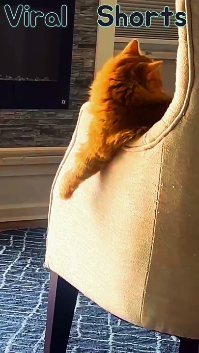 Funny Cat