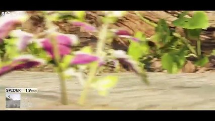 SPEED COMPARISON 3D | Animals 🦌