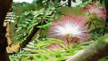 Calliandra Brevipes