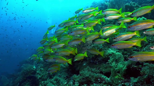 Underwater World OLED Demo HDR 8K Ultra HD Dolby Vision™ 60fps(4K_60FPS)