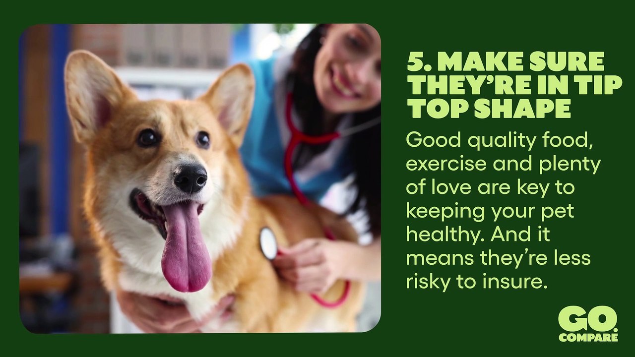 10 Tips On How To Get Cheaper Pet Insurance I K...
