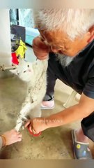 Fare tuzağına yapışan Van kedisinin kurtarılıp, sahiplenildikten sonra yaşadığı mucizevi değişim 🥲