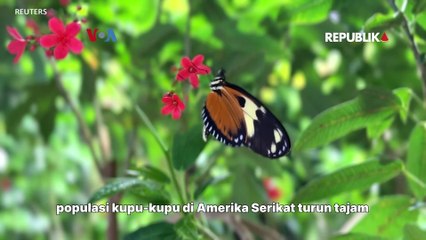 Insektisida Hingga Iklim Ancam Populasi Kupu-Kupu