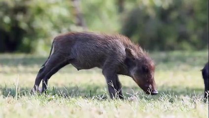 Amazing African wildlife #animallife #travel