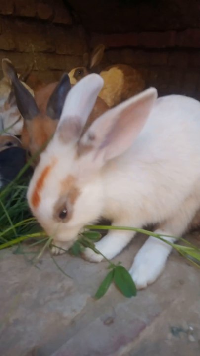 Title: The Curious Little Rabbit