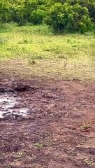 Amazing African wildlife #animallife #travel