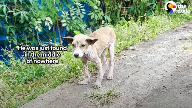 Tiny Street Puppy Could Not Stop Wagging His Tail