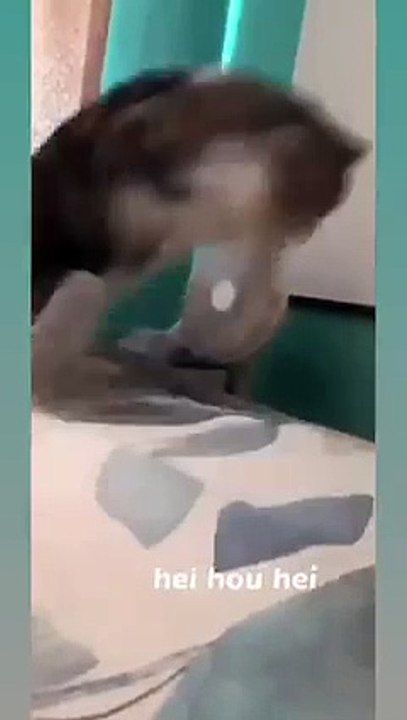 Hund bringt Fernbedienung! 20250310