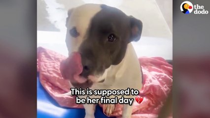 Pittie Who Can't Stop Suckling On Stuffies Needs A Home