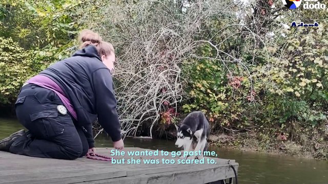 Terrified Husky Gets Rescued From Dock In The Freezing Cold
