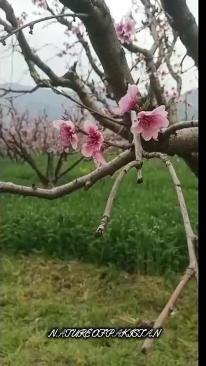 Beautiful Village Garden with Serene Waterfall | Stunning Nature of Pakistan #nature #natureofpakistan #beauty