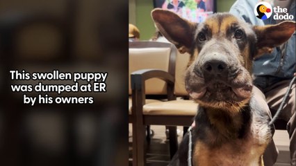 Swollen Puppy Dumped At The ER Is Looking For A Home!