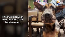 Swollen Puppy Dumped At The ER Is Looking For A Home!