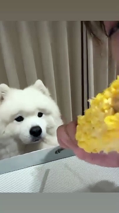 Looking at that size, the lotus won't give me a piece🥲