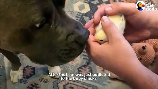 Pit Bull Reunites With Chickens He Raised As Babies