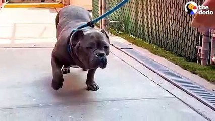 Pittie From Overcrowded Shelter Plays With Toys For The First Time