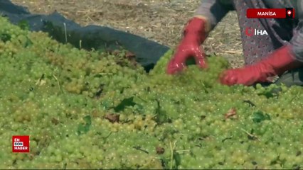 Manisa'nın dünyaca ünlü Çekirdeksiz Sultani üzümü