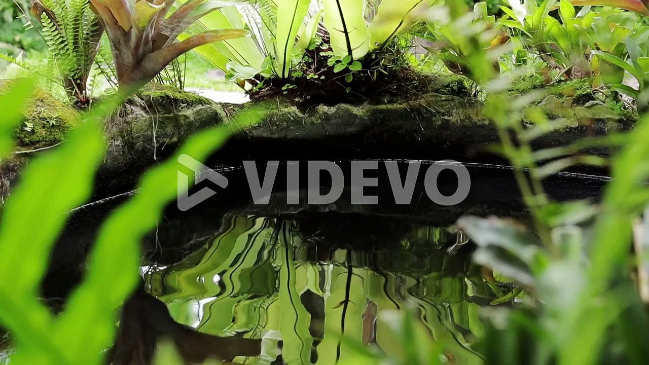 Plant reflection on rippling water pond surface - 動画 Dailymotion
