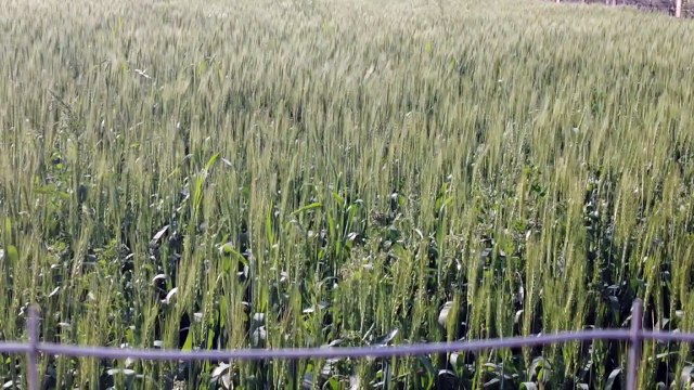 गेहूं की एमएसपी खरीद आज से : किसानों को गेहूं की फसल पकने का इंतजार, सरकार खरीदारी करने को तैयार