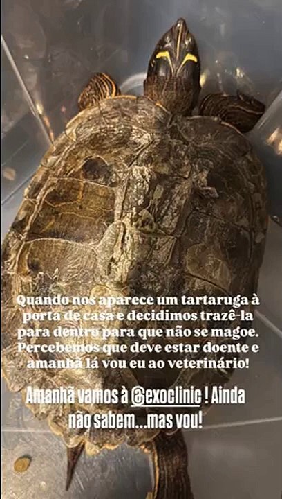 Tartaruga em casa de Andreia Rodrigues