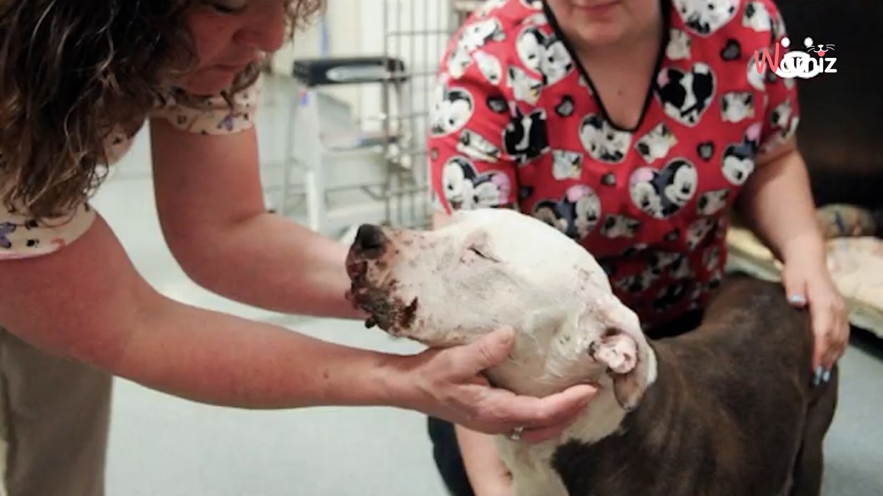 Zu Hundekämpfen gezwungen: Hund erfährt zum ersten Mal menschliche Liebe (Video)